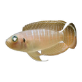 Lamprologus brevis "Sunspot" | Neolamprologus brevis 'Sunspot'