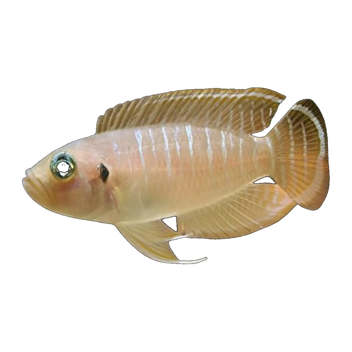 Lamprologus brevis "Sunspot" | Neolamprologus brevis 'Sunspot'