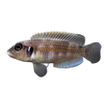 Blue Ocellatus | Lamprologus ocellatus 'Blue'