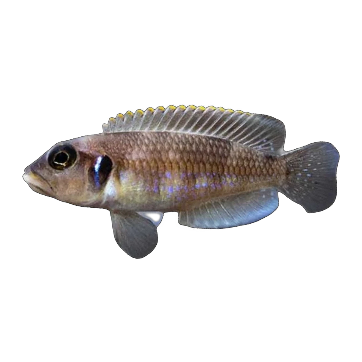 Blue Ocellatus | Lamprologus ocellatus 'Blue'