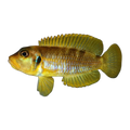 Lamprologus ocellatus Gold – Lamprologus ocellatus 'Gold'