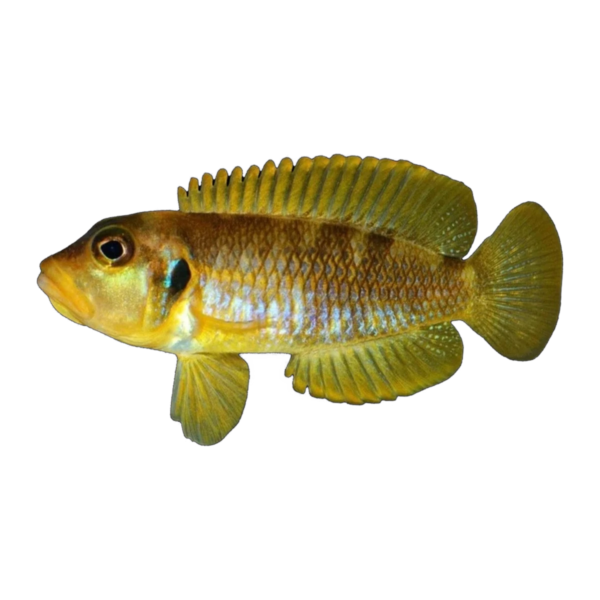 Lamprologus ocellatus Gold – Lamprologus ocellatus 'Gold'