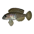 Lamprologus signatus – Lamprologus signatus
