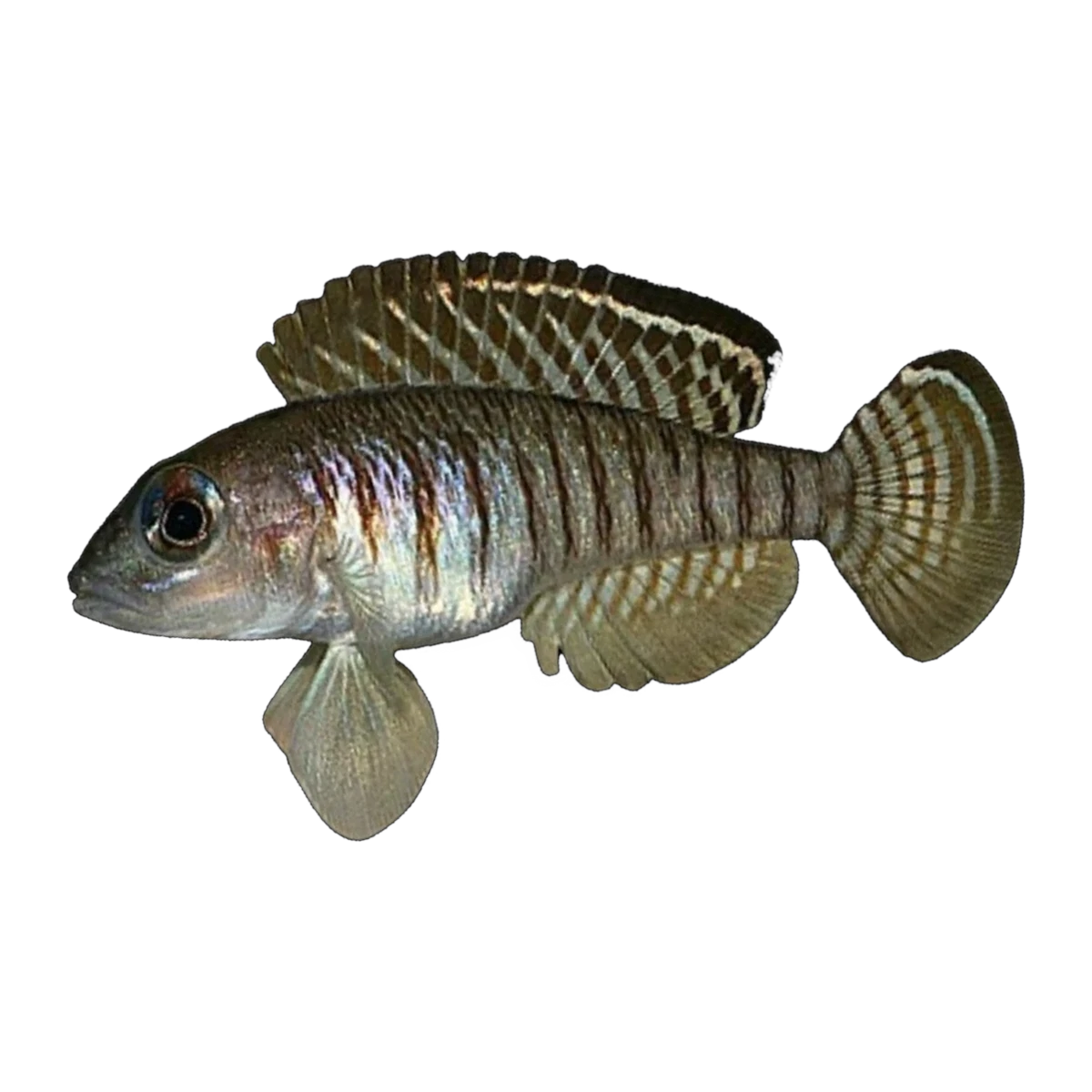 Lamprologus signatus – Lamprologus signatus
