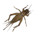 Large Crickets