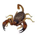 Large Flinders Scorpion Male | Urodacus elongatus