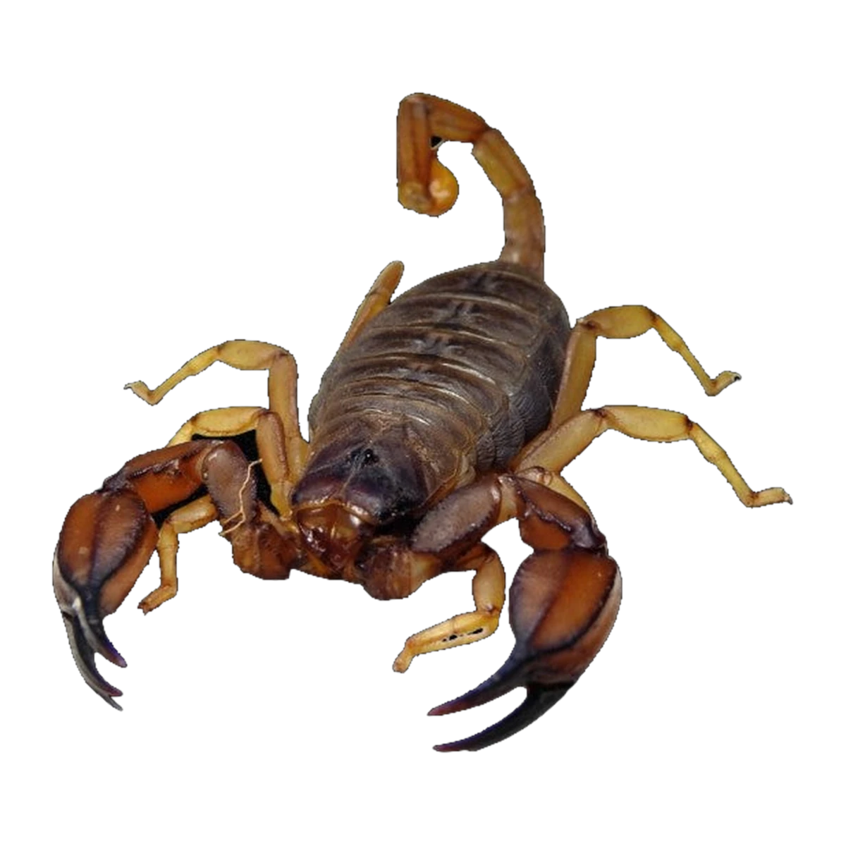Large Flinders Scorpion Male | Urodacus elongatus