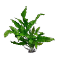 Large Philippine Java Fern On Rock | Microsorum pteropus 'Philippine'