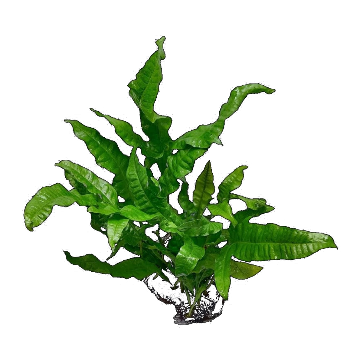 Large Philippine Java Fern On Rock | Microsorum pteropus 'Philippine'