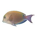 Lavender Tang | Acanthurus nigrofuscus