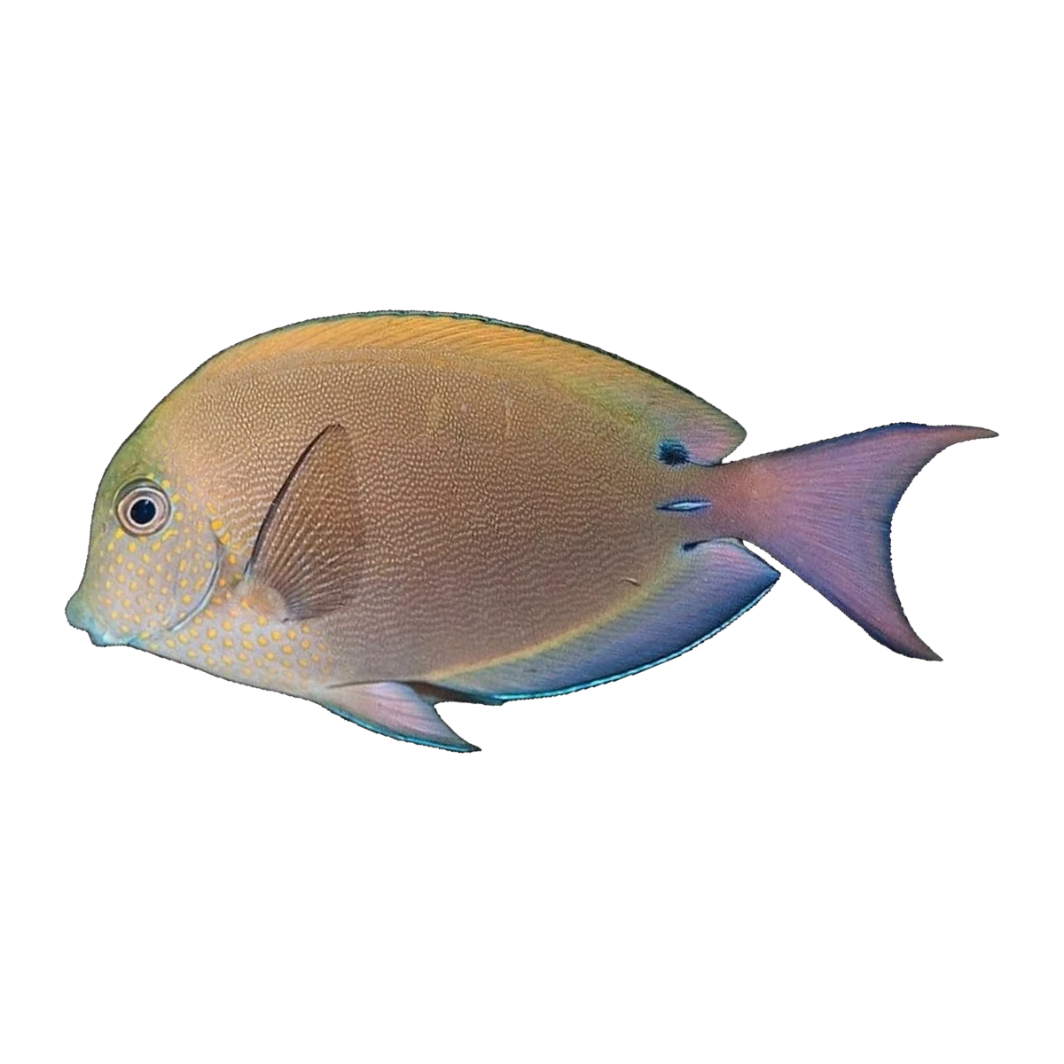 Lavender Tang | Acanthurus nigrofuscus