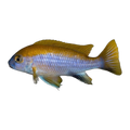 Lawsi Cichlid (Gephyrochromis lawsi), side profile facing right