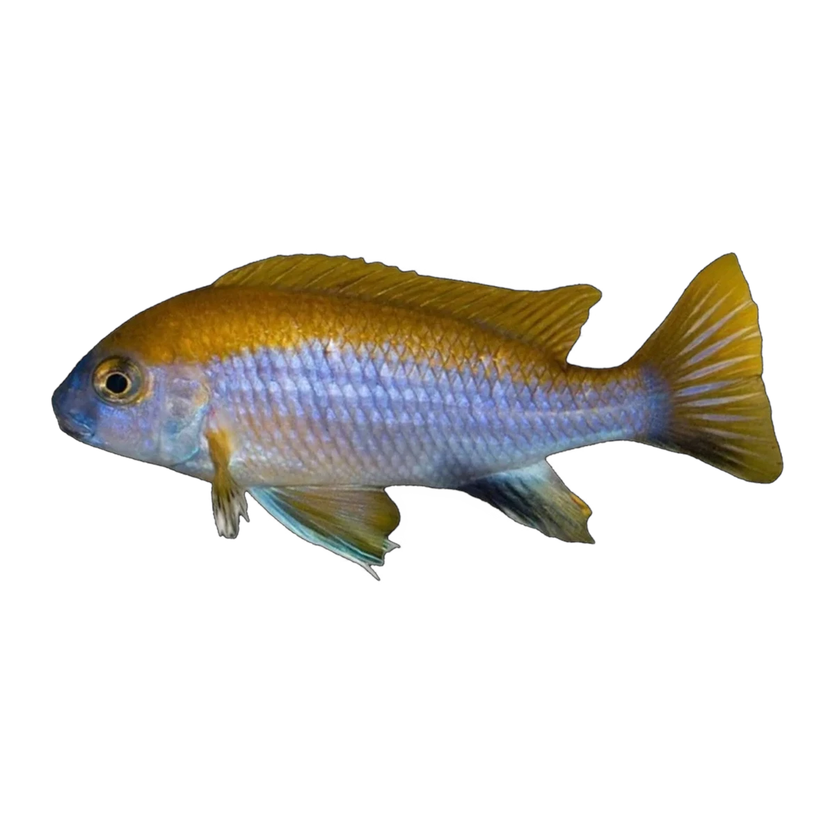 Lawsi Cichlid (Gephyrochromis lawsi), side profile facing right