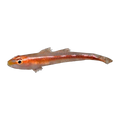 Leather Coral Goby | Pleurosicya muscarum