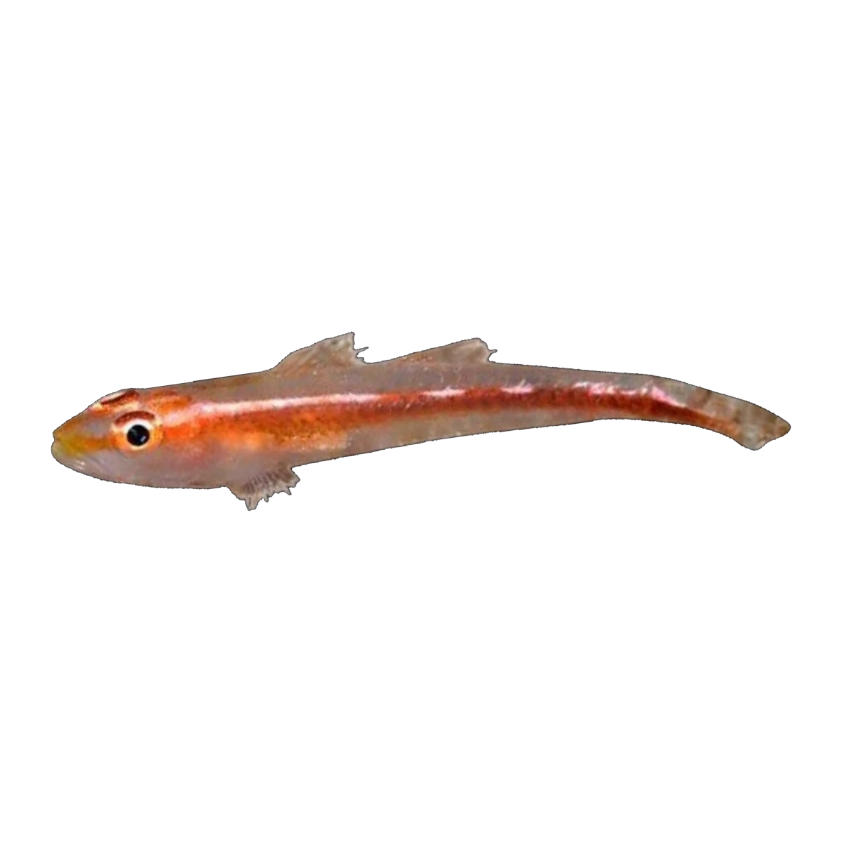 Leather Coral Goby | Pleurosicya muscarum