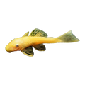 Lemon Blue-eye Bristlenose | Ancistrus sp. L144