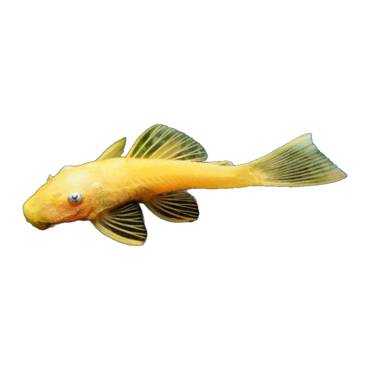 Lemon Blue-eye Bristlenose | Ancistrus sp. L144