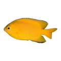 Lemon Damselfish | Pomacentrus moluccensis