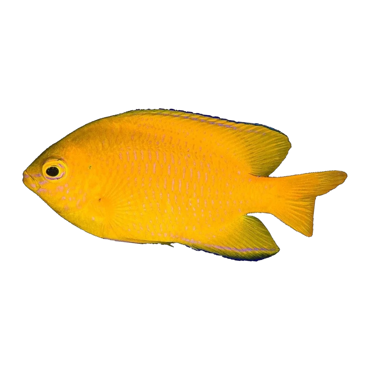 Lemon Damselfish | Pomacentrus moluccensis