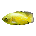 Lemon Oscar | Astronotus ocellatus