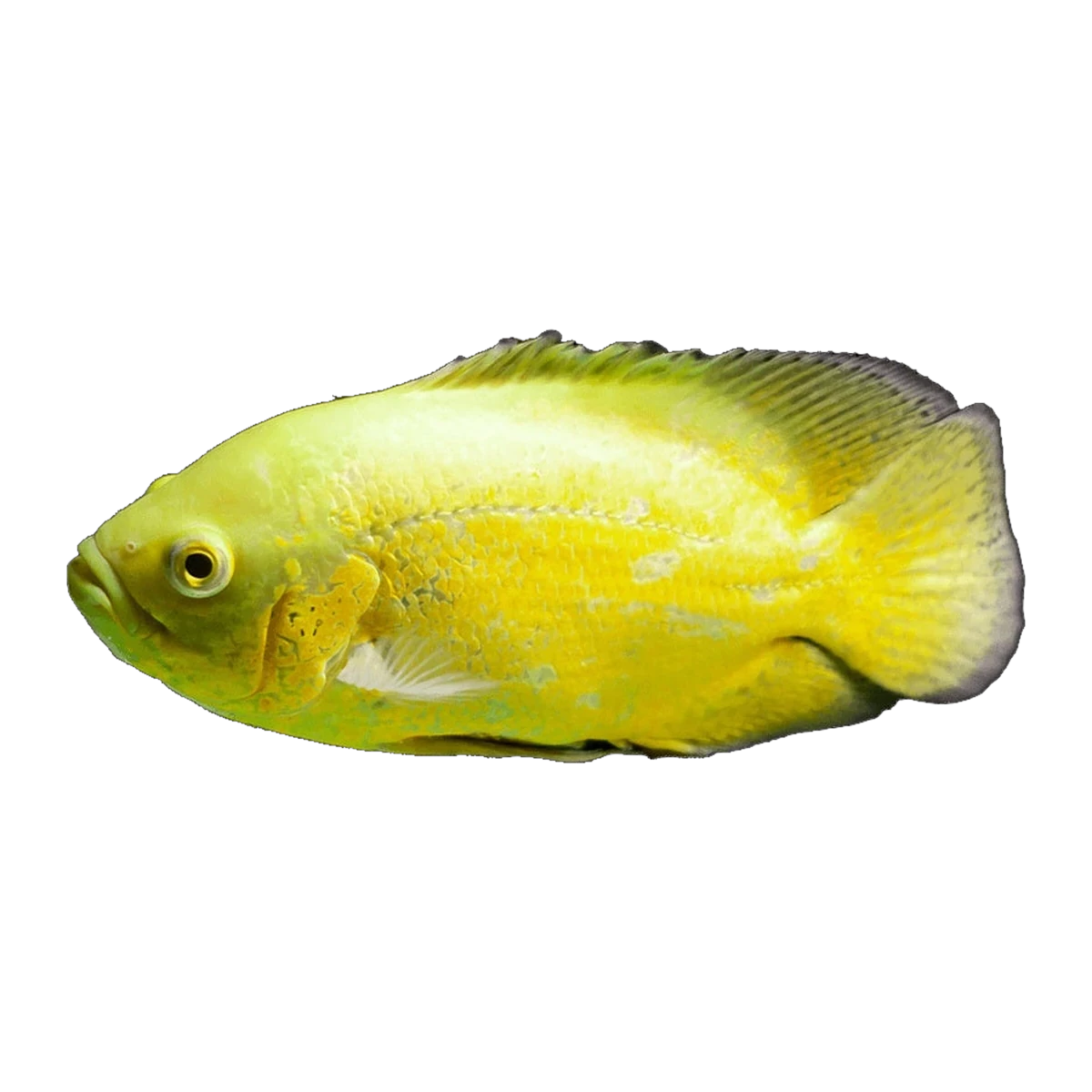 Lemon Oscar | Astronotus ocellatus