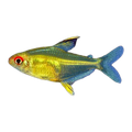 Lemon Tetra | Hyphessobrycon pulchripinnis