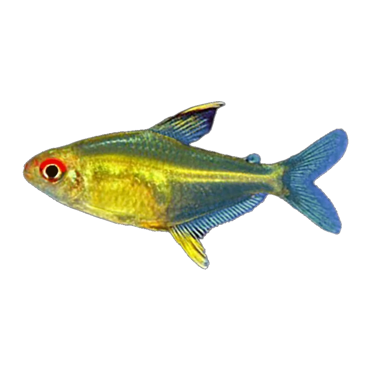 Lemon Tetra | Hyphessobrycon pulchripinnis