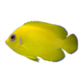 Lemonpeel Angelfish | Centropyge flavissima