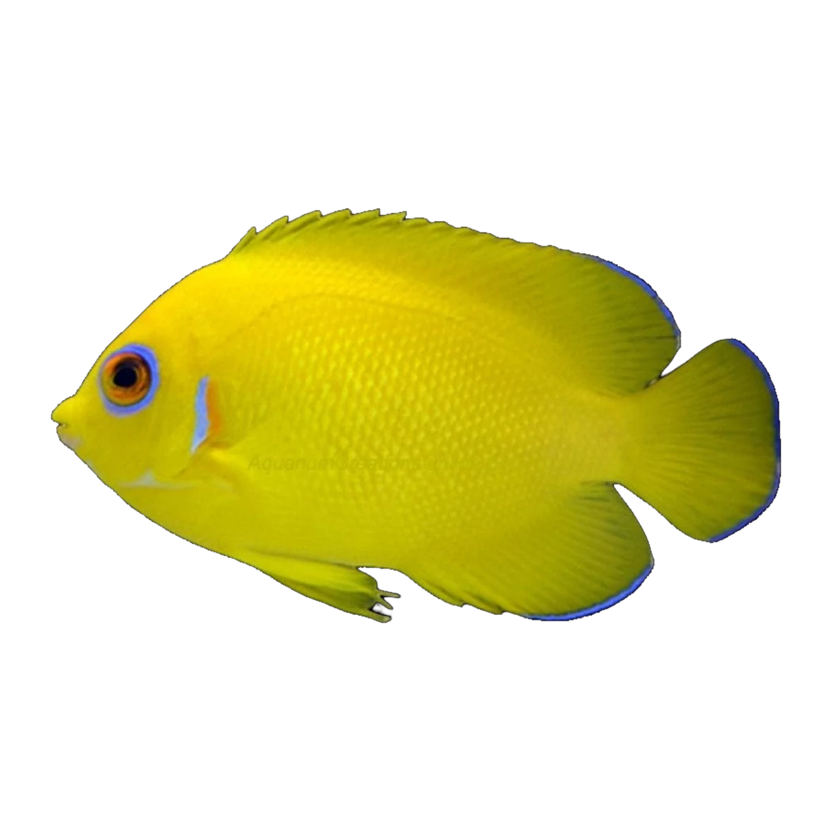 Lemonpeel Angelfish | Centropyge flavissima