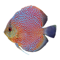 Leopard Discus | Symphysodon sp. 'Leopard'