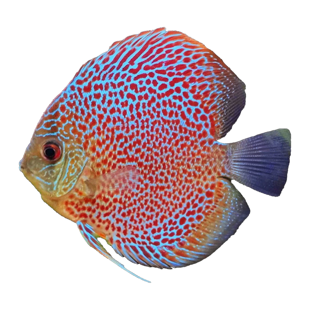 Leopard Discus | Symphysodon sp. 'Leopard'