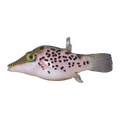 Leopard Puffer | Canthigaster leoparda