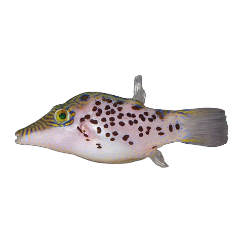 Leopard Puffer | Canthigaster leoparda