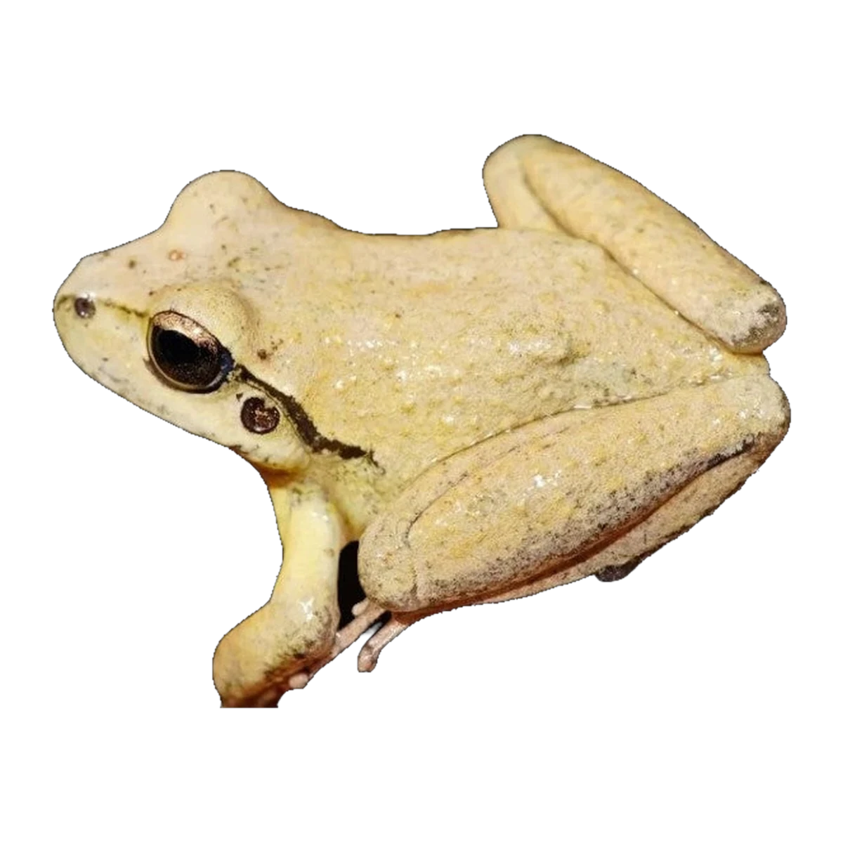 Lesueur's Creek Frog Pair | Rhyaconastes lesueuri