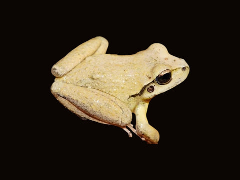 Leseur's Creek Frog Pair | Rhyaconastes lesueuri