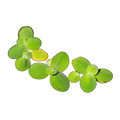 Lesser Duckweed | Lemna minor