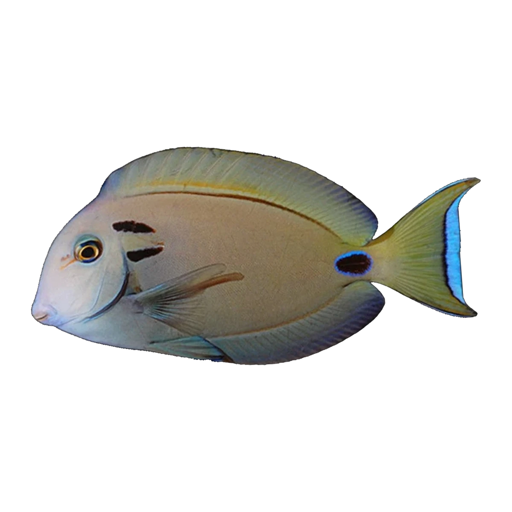 Lieutenant Tang | Acanthurus tennenti
