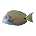 Lieutenant Tang | Acanthurus tennenti