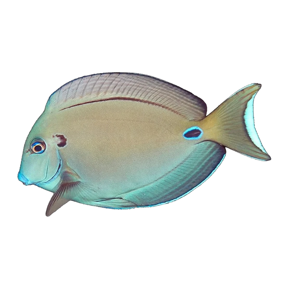Lieutenant Tang | Acanthurus tennenti