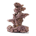 Life Rock Coral Tree
