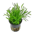 Lilaeopsis In Pot | Lilaeopsis brasiliensis
