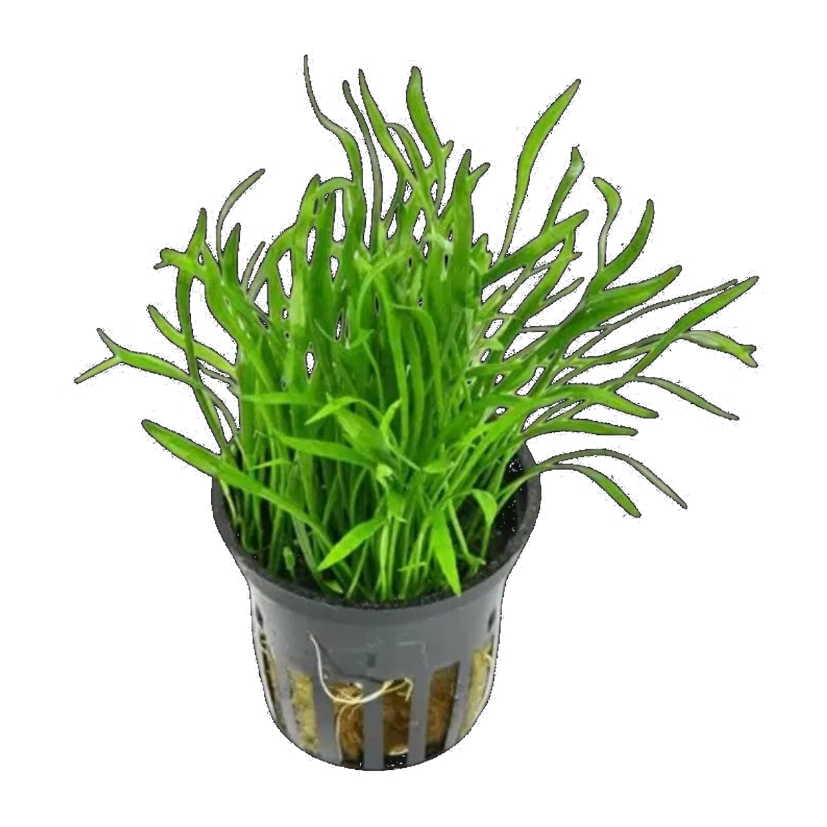 Lilaeopsis In Pot | Lilaeopsis brasiliensis