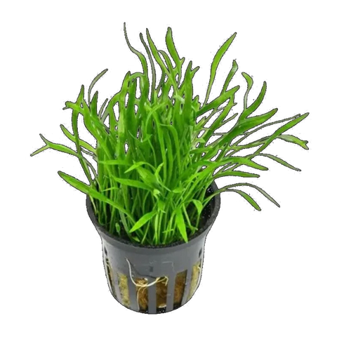 Lilaeopsis In Pot | Lilaeopsis brasiliensis