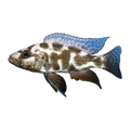 Livingstoni Cichlid | Nimbochromis livingstonii