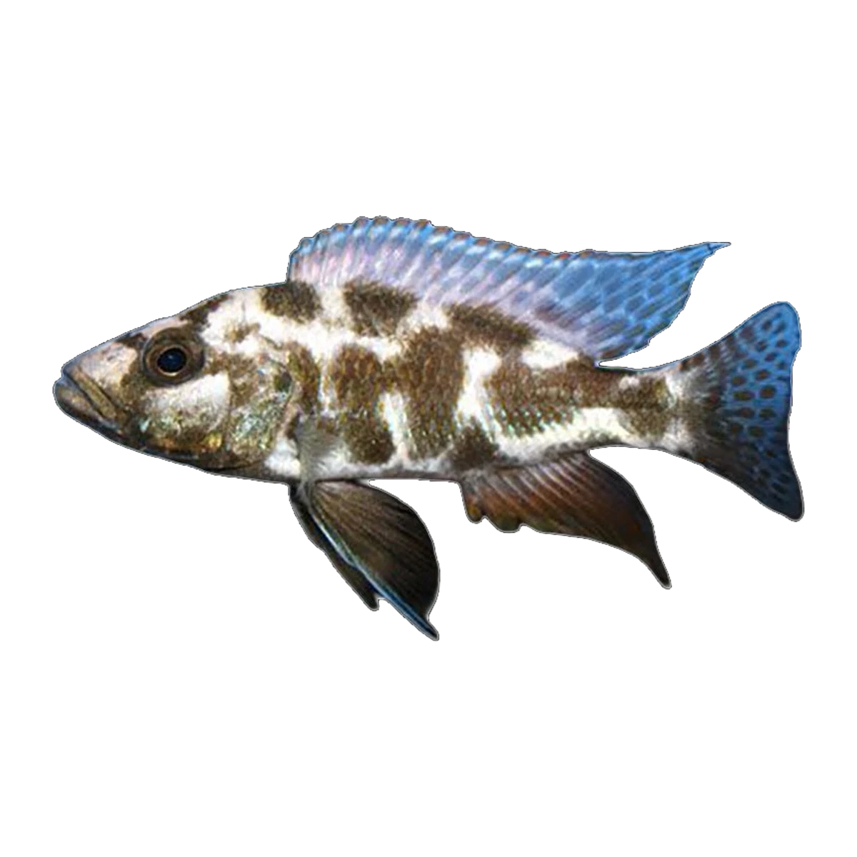 Livingstoni Cichlid | Nimbochromis livingstonii