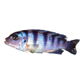 Lombardoi Cichlid
