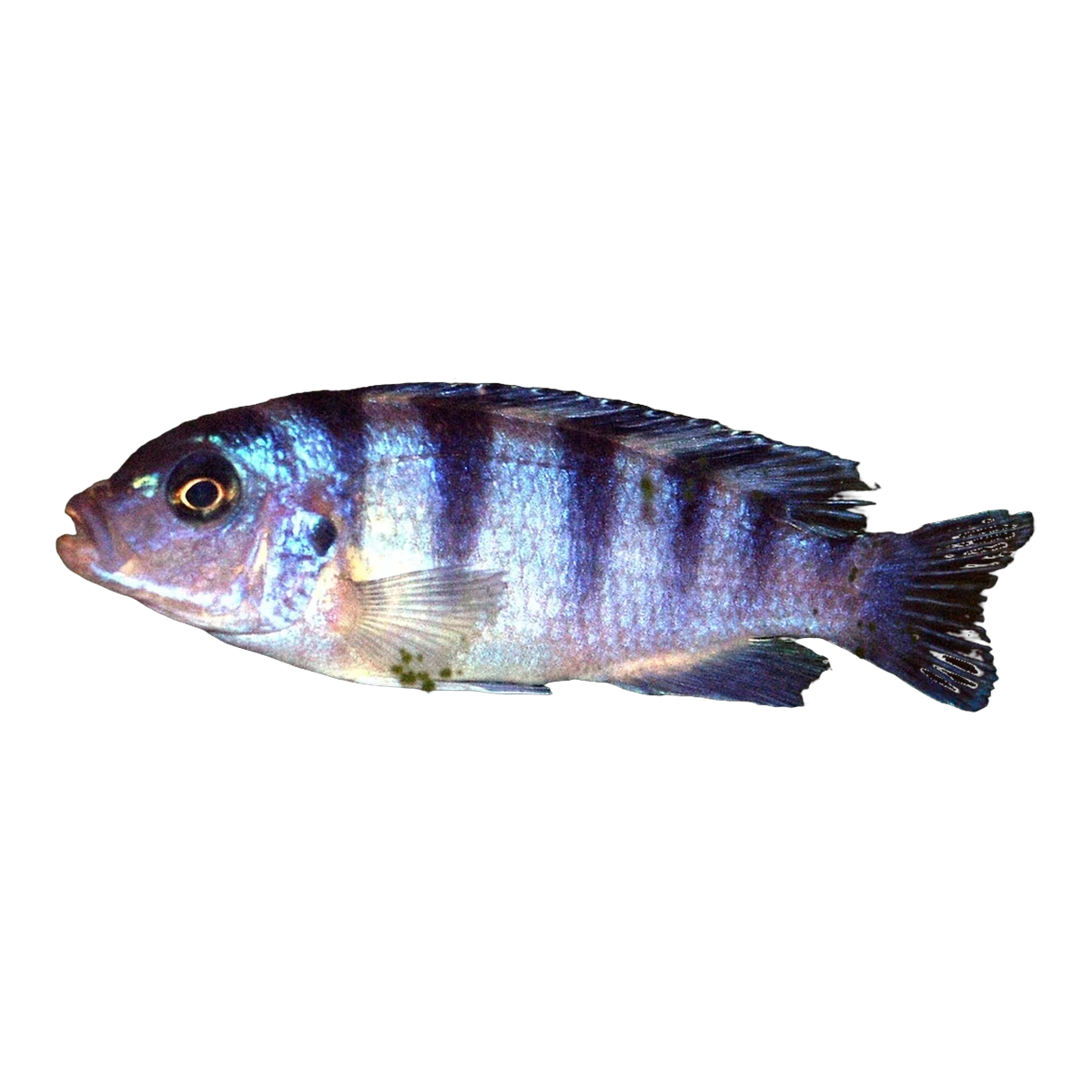 Lombardoi Cichlid