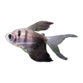 Long Fin Black Widow Tetra