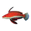Long Fin Fairy Wrasse | Cirrhilabrus rubriventralis