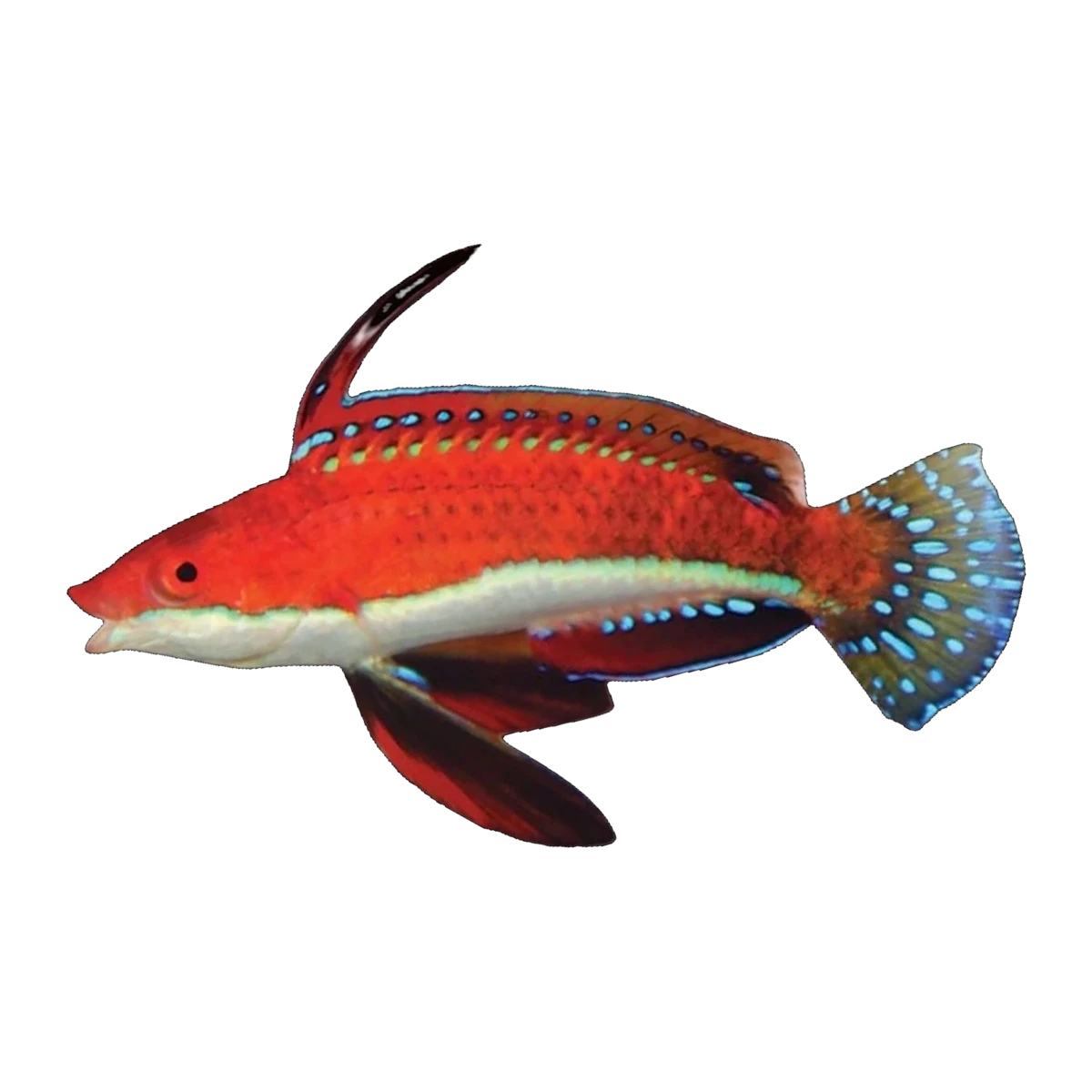 Long Fin Fairy Wrasse | Cirrhilabrus rubriventralis